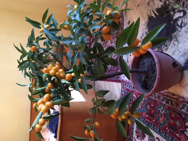 Citrus